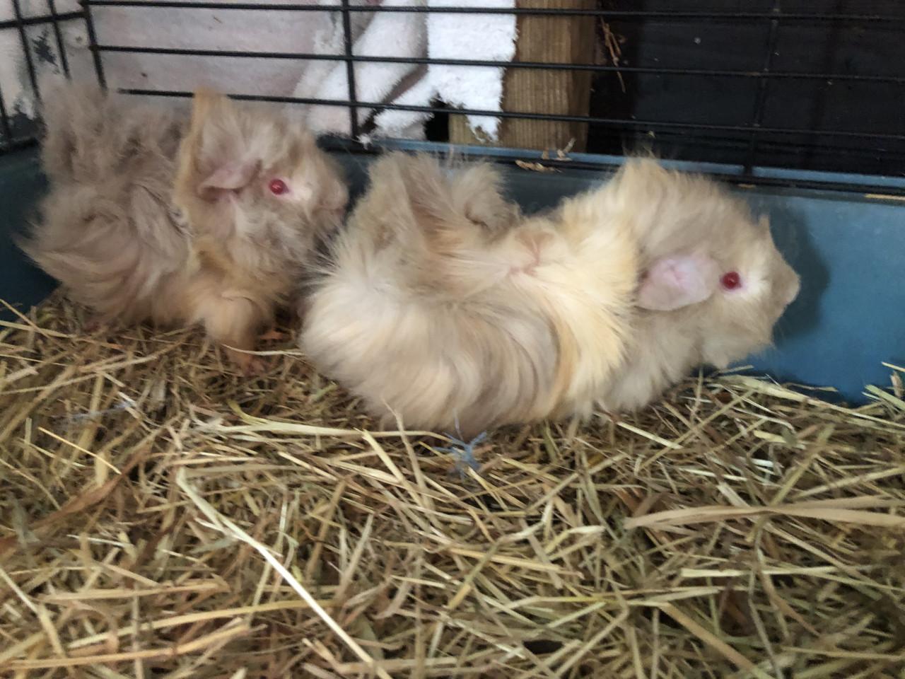 Deze 2 knappe broers zoeken nog een fijne thuis!