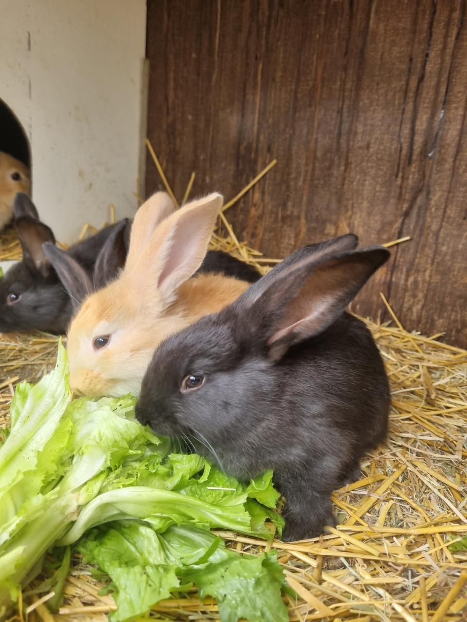 Vlaamse reus konijntjes