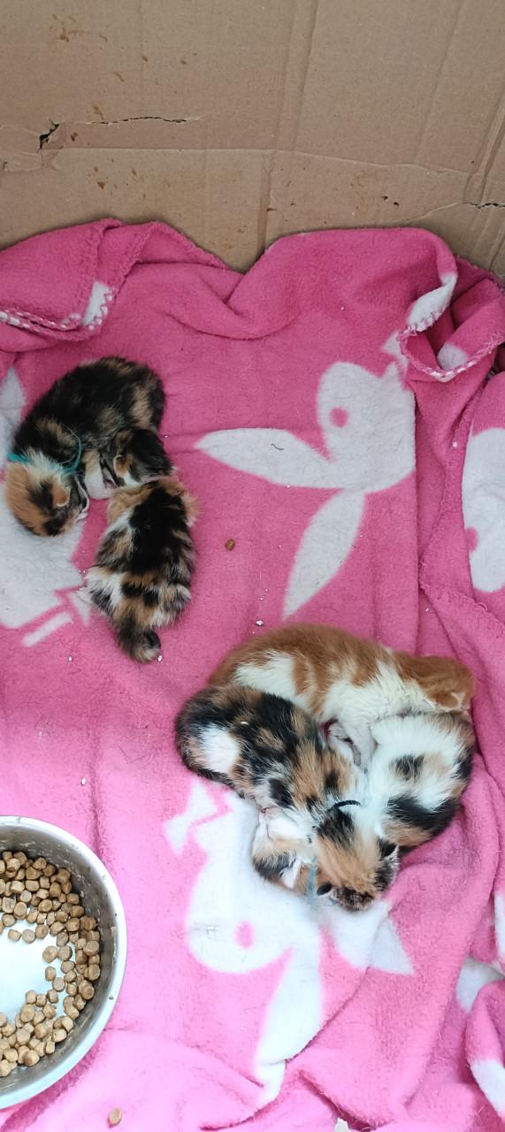 Mooie en lieve kittens