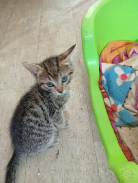 Kittens te koop