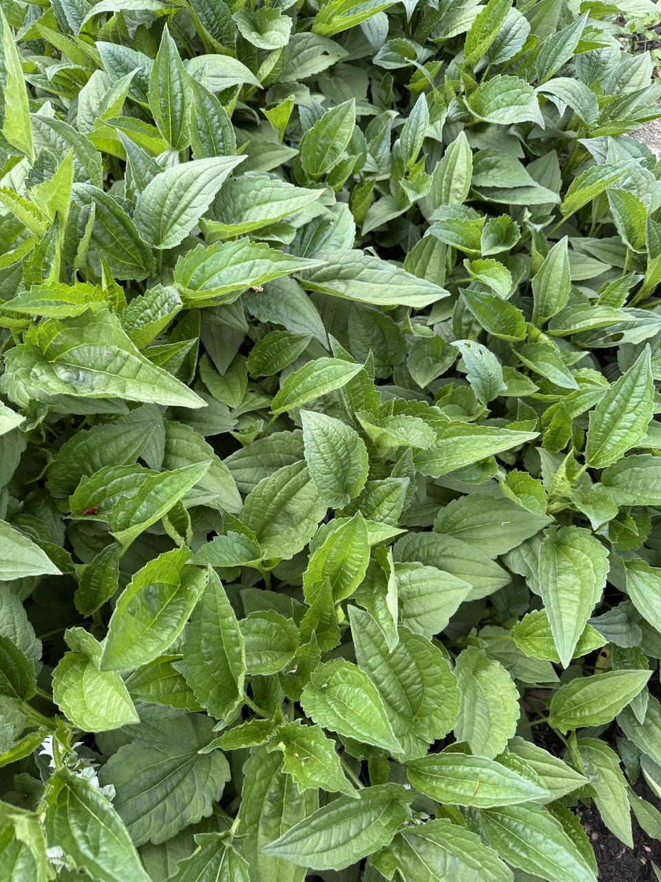 Tuinplanten, gratis af te halen, neem een pot/bak mee