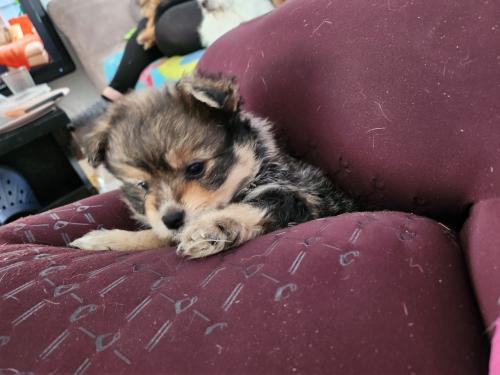 Puppies