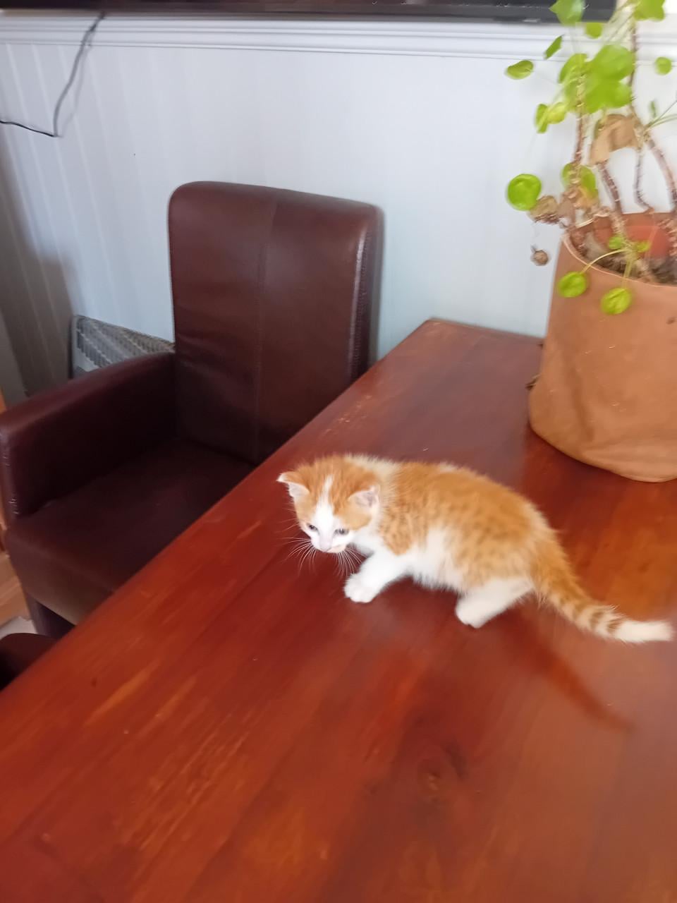 Kitten