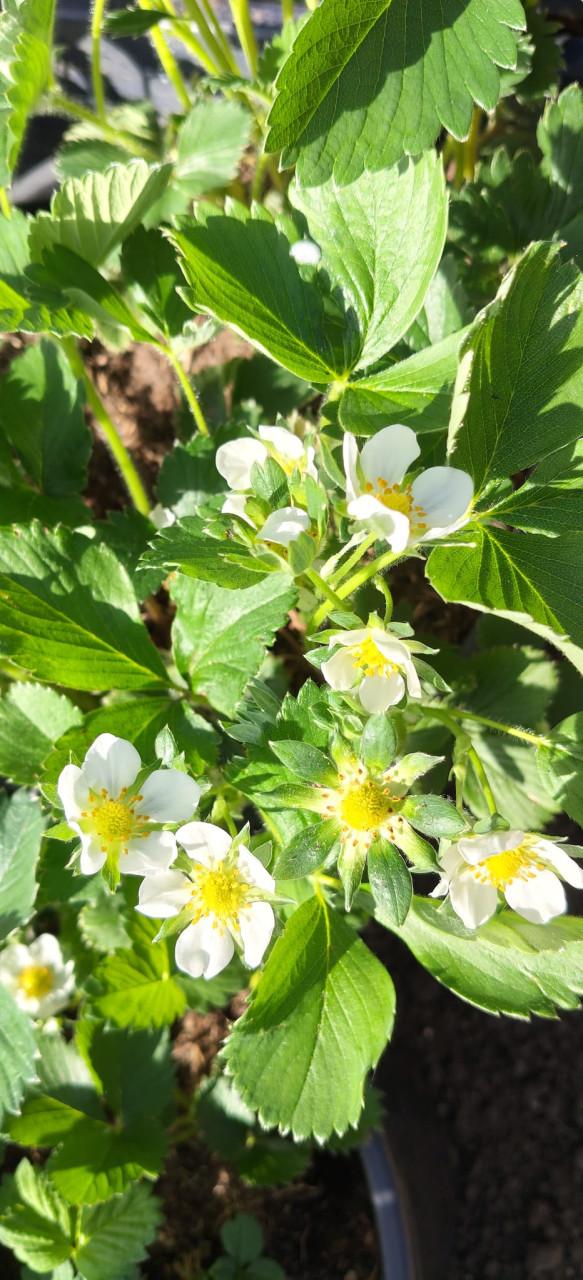 Aardbeien planten te koop