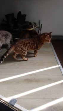 Lieve bengaal (dekkater)