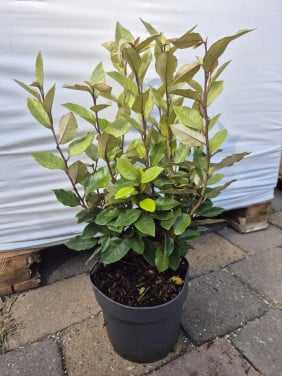 Olijfwilg 'compacta' haagplanten 40-50 cm