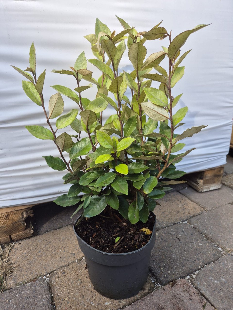 Olijfwilg 'compacta' haagplanten 40-50 cm
