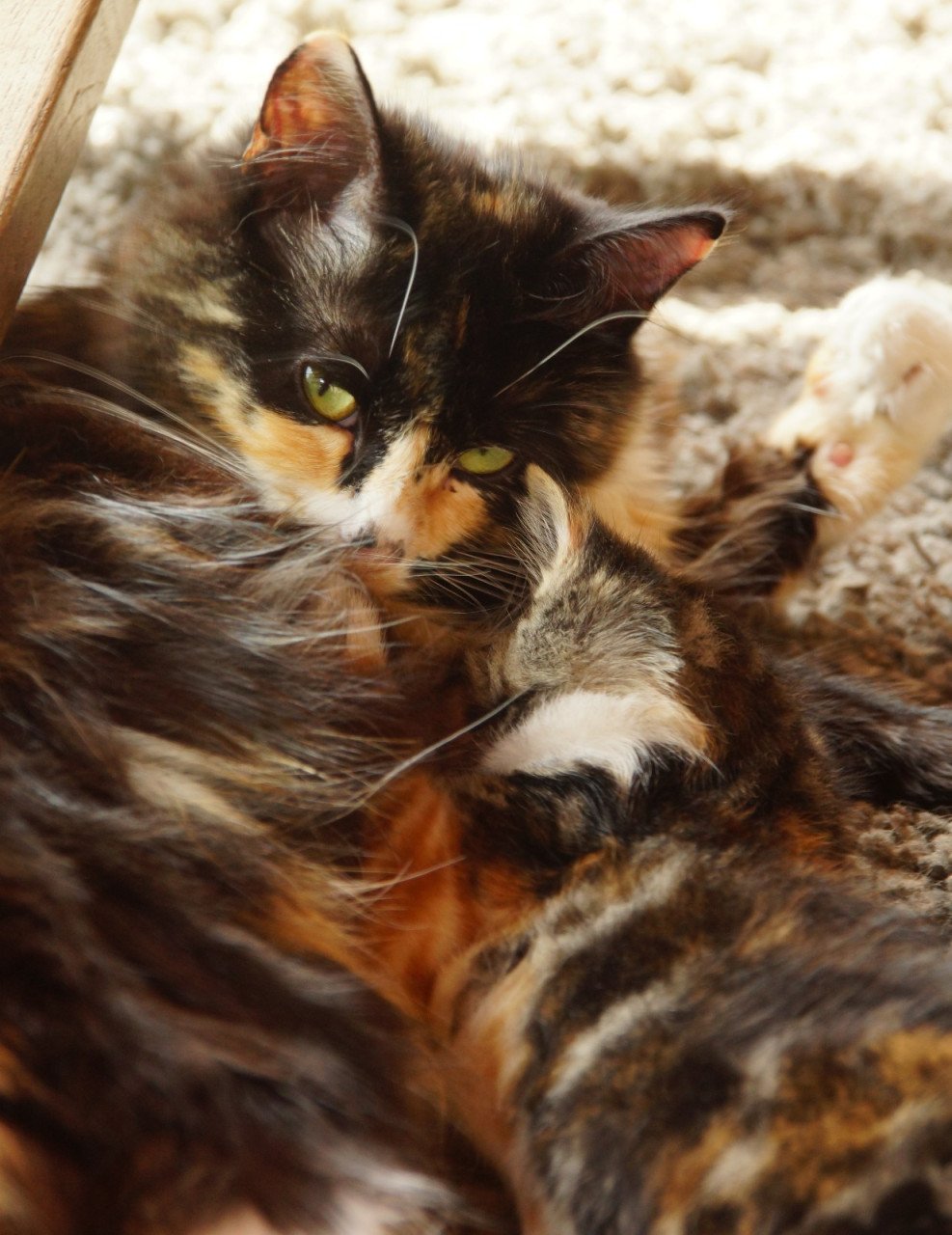 2 ondeugende kittens zoeken nieuw baasje