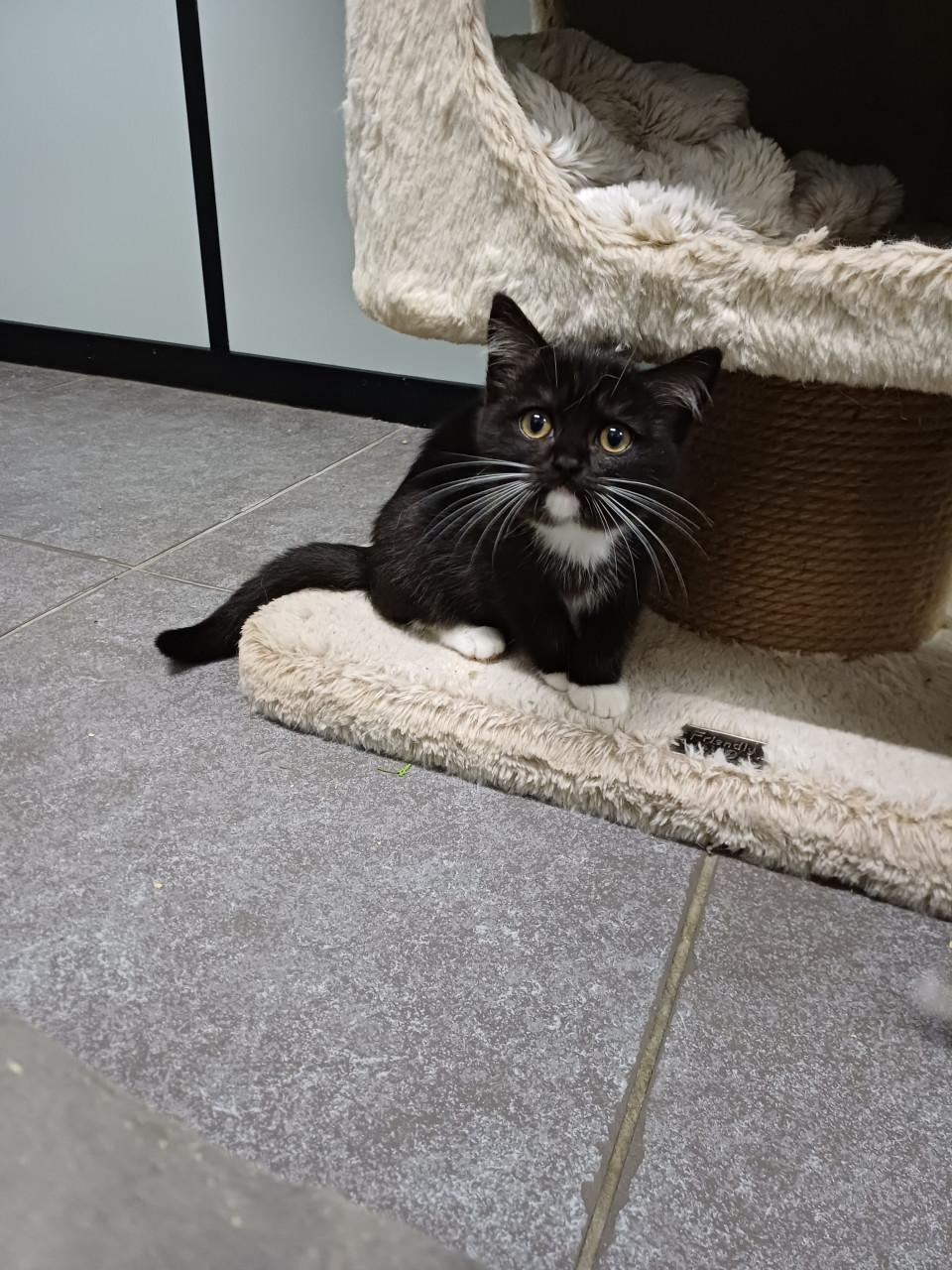 Zeer mooi Brits Korthaar x Ragdoll kitten POESJE