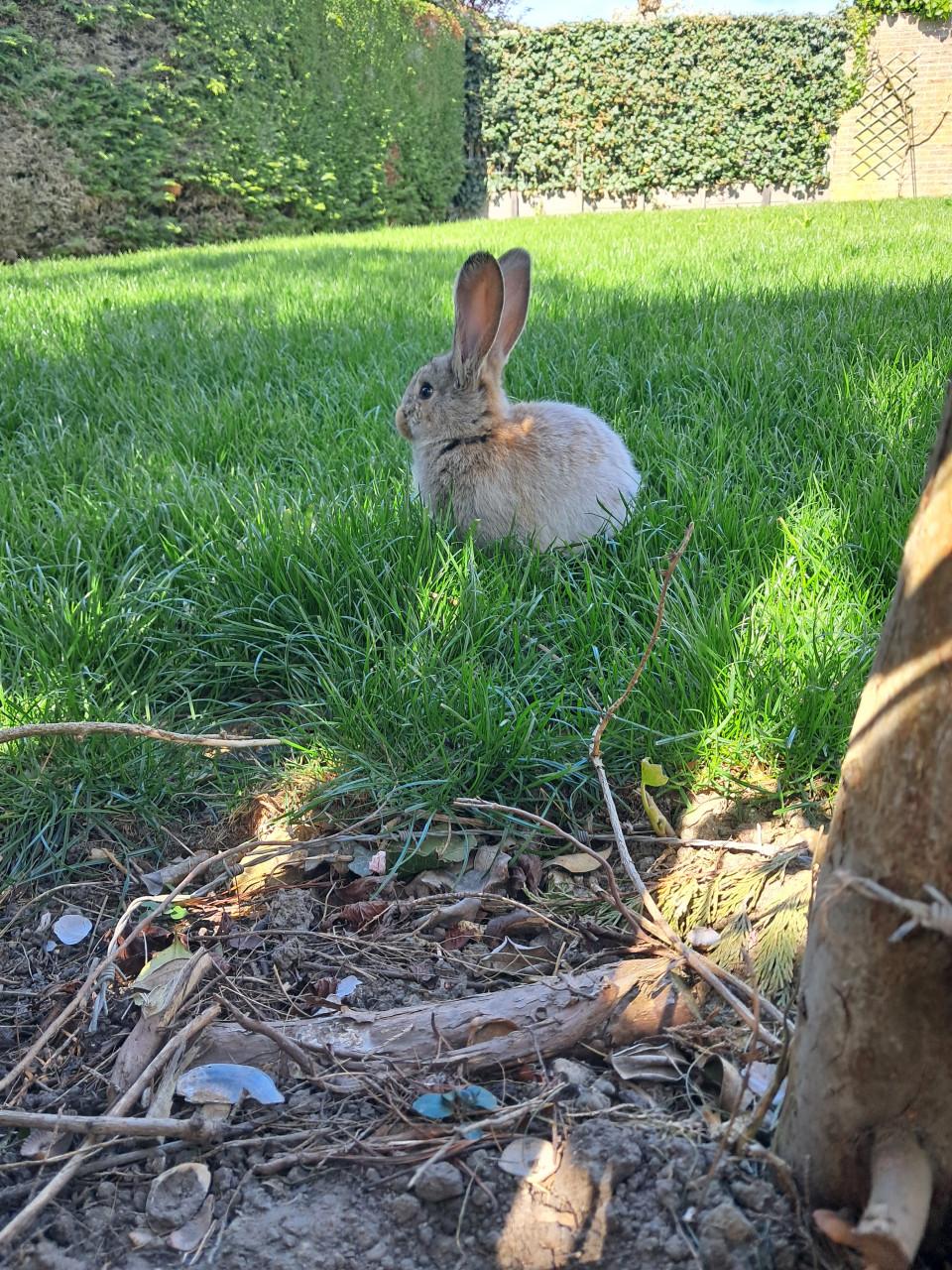 Jonge vlaamse reuzen