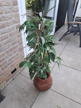 Kunstplant met pot