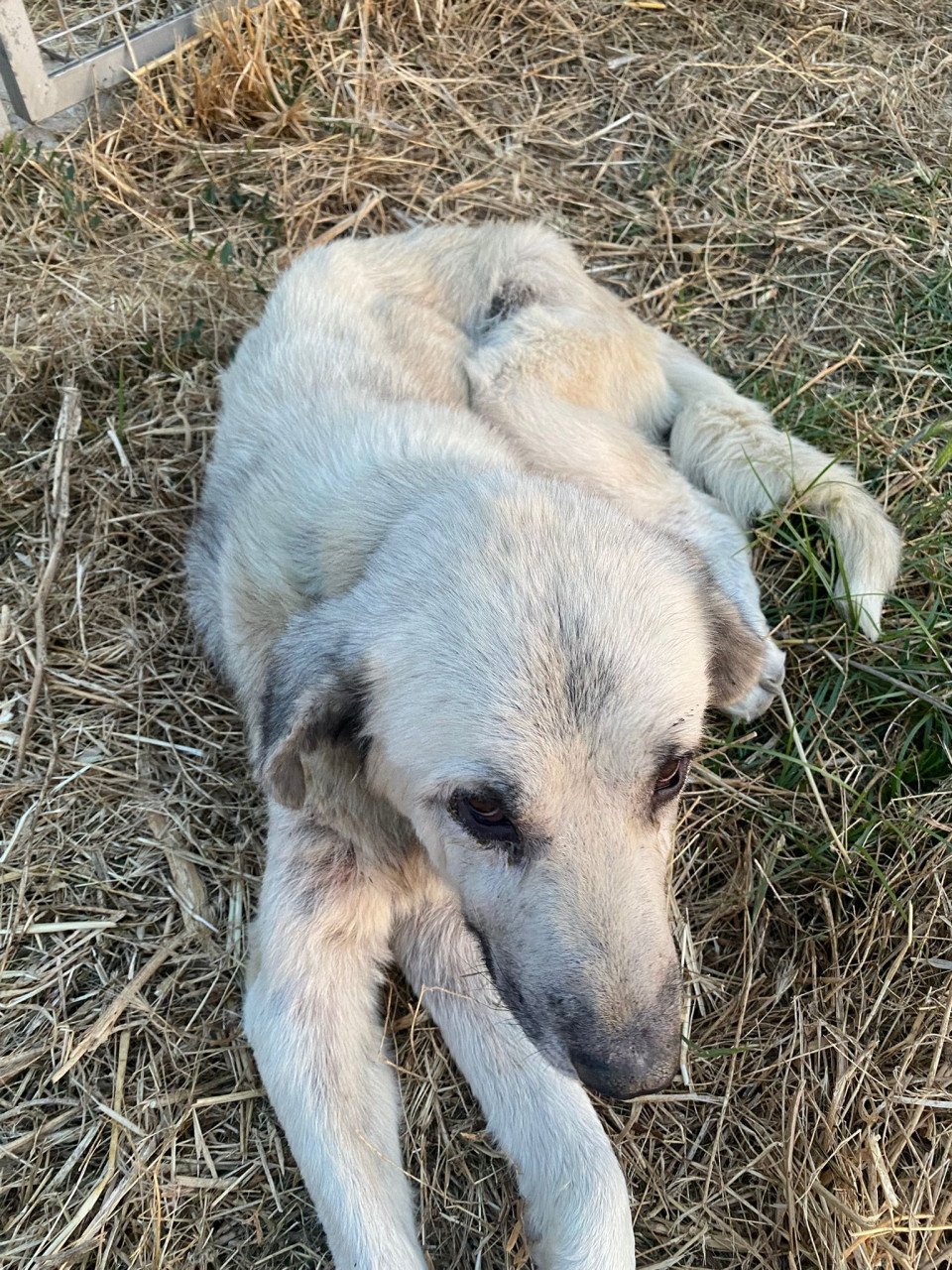 Alora Dog Rescue: Logan, grote knuffelbeer zoekt een baasje