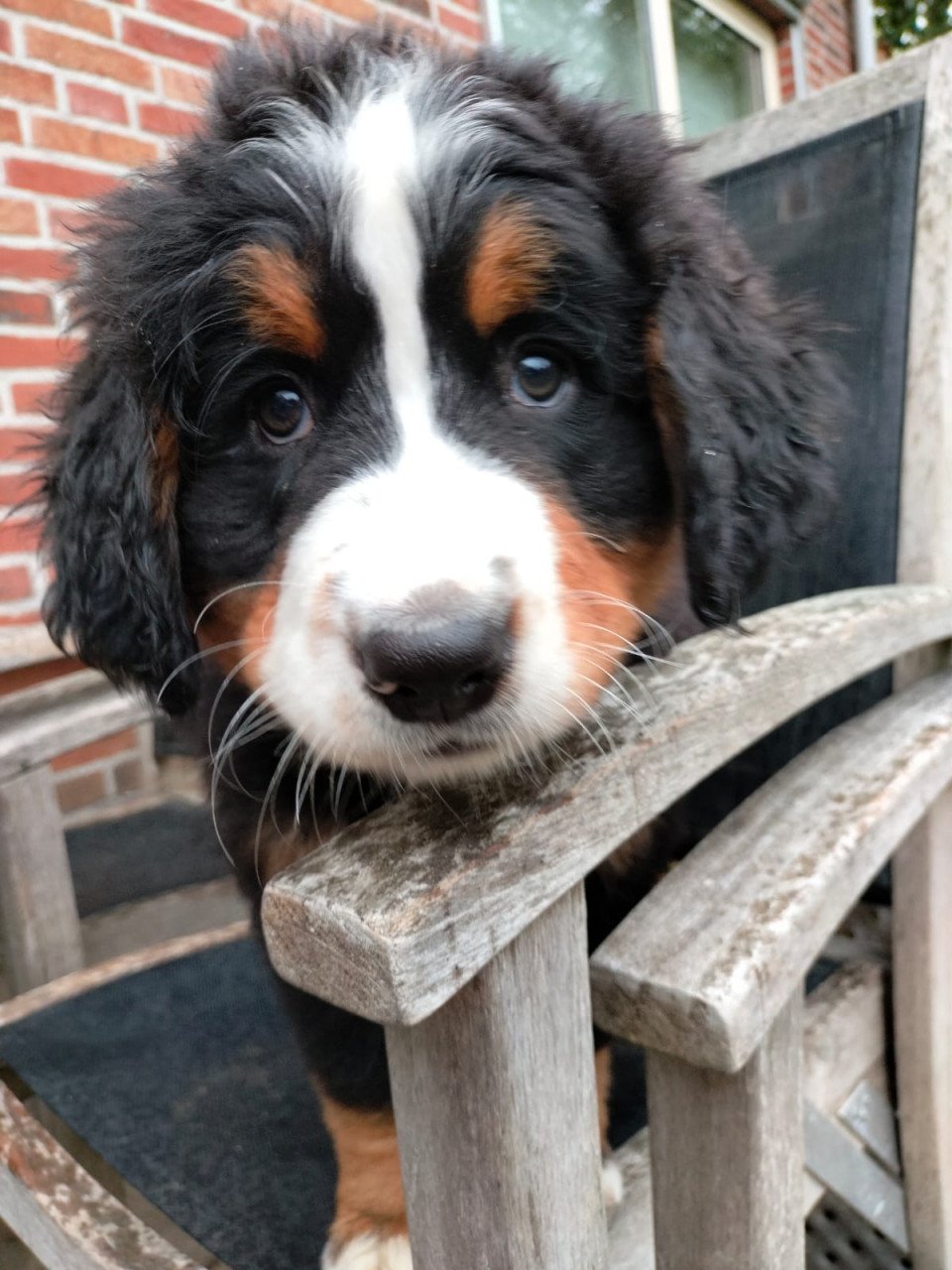 Te Koop  Bernersennenpup met stamboom