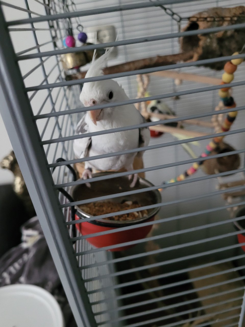 2 Valkparkieten met kooi