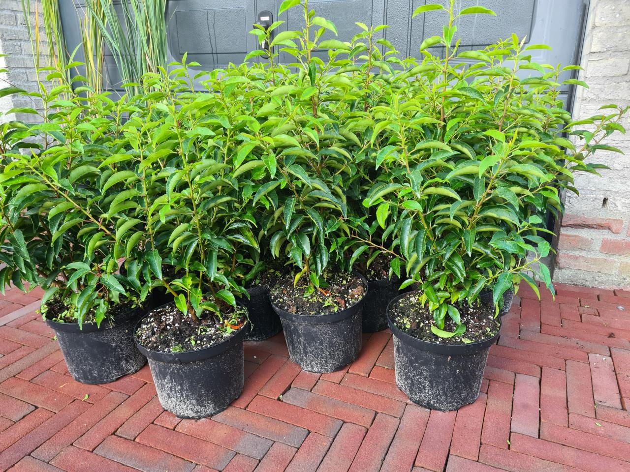 Portugese laurier haagplanten potgekweekt ca.60 cm