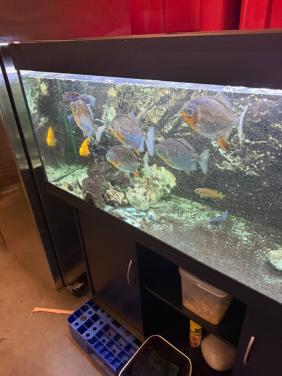 Mooie groep piranha's