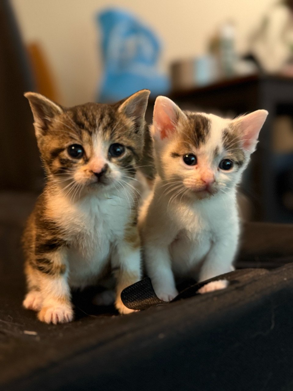 Lieve kittens