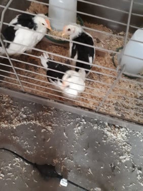 4 jonge leghorns