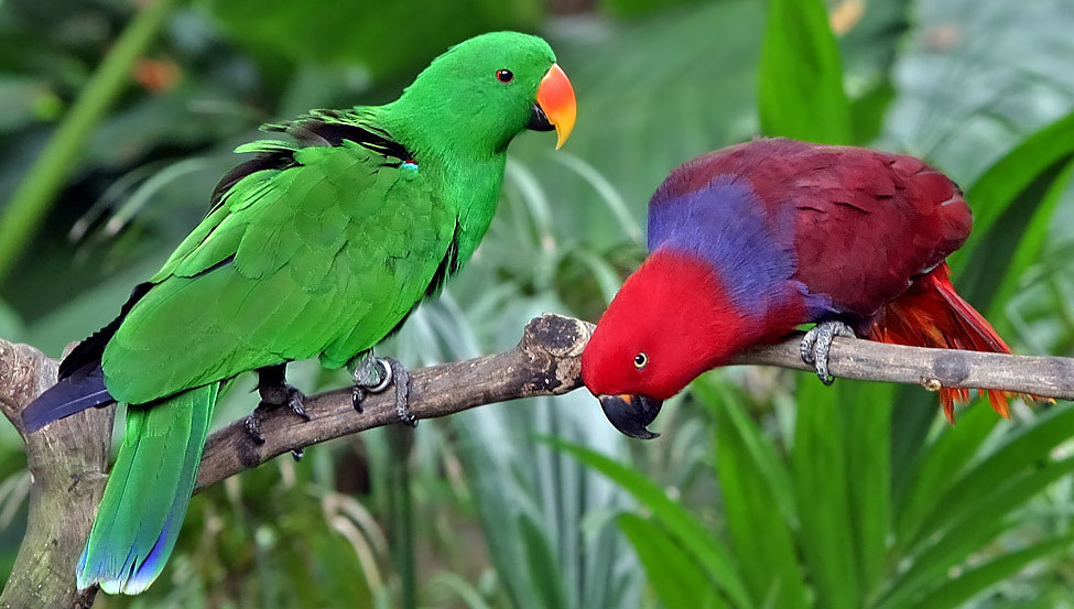 N>G> Edelpapegaaien eigen kweek vogels handtam en natuurkweek