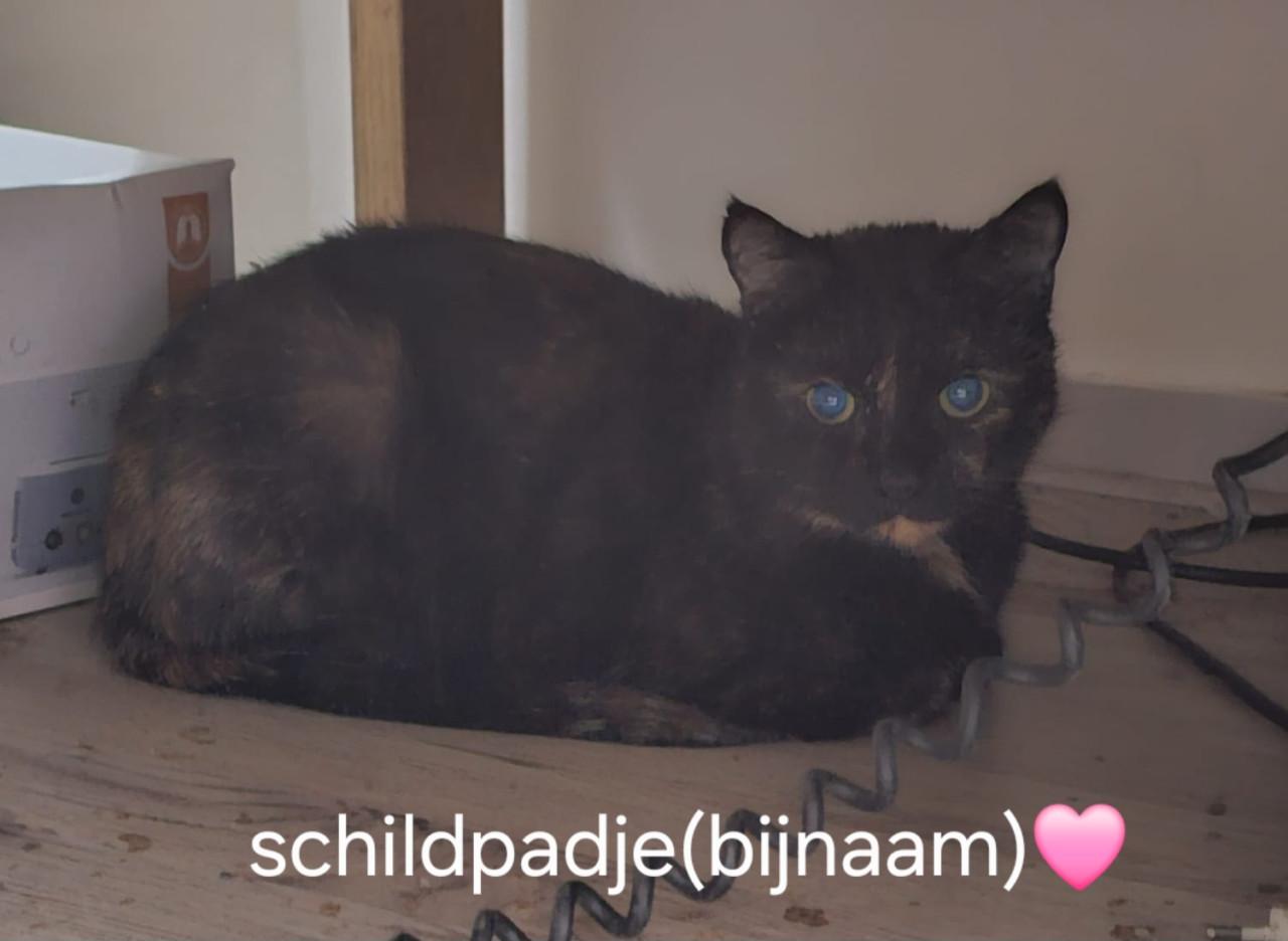 Katten/kitten adoptie