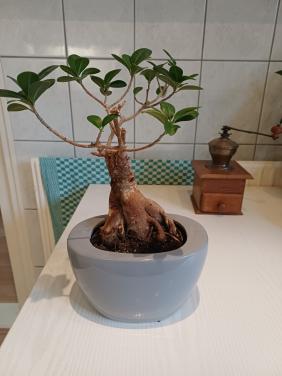 Bonsai boompje