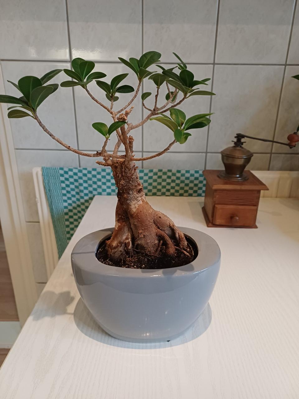 Bonsai boompje