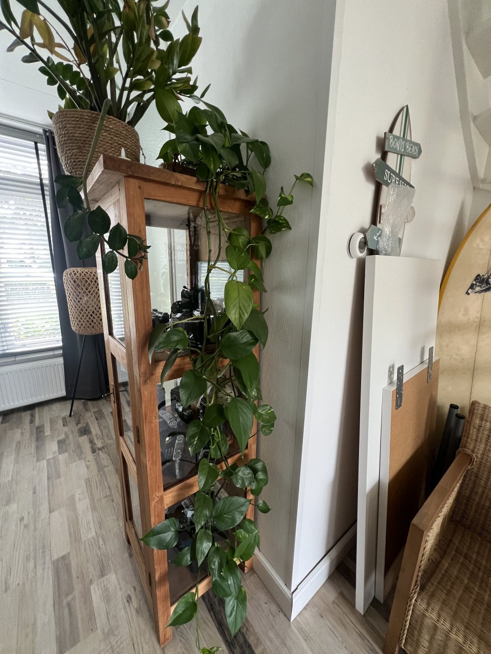 Diverse kamerplanten