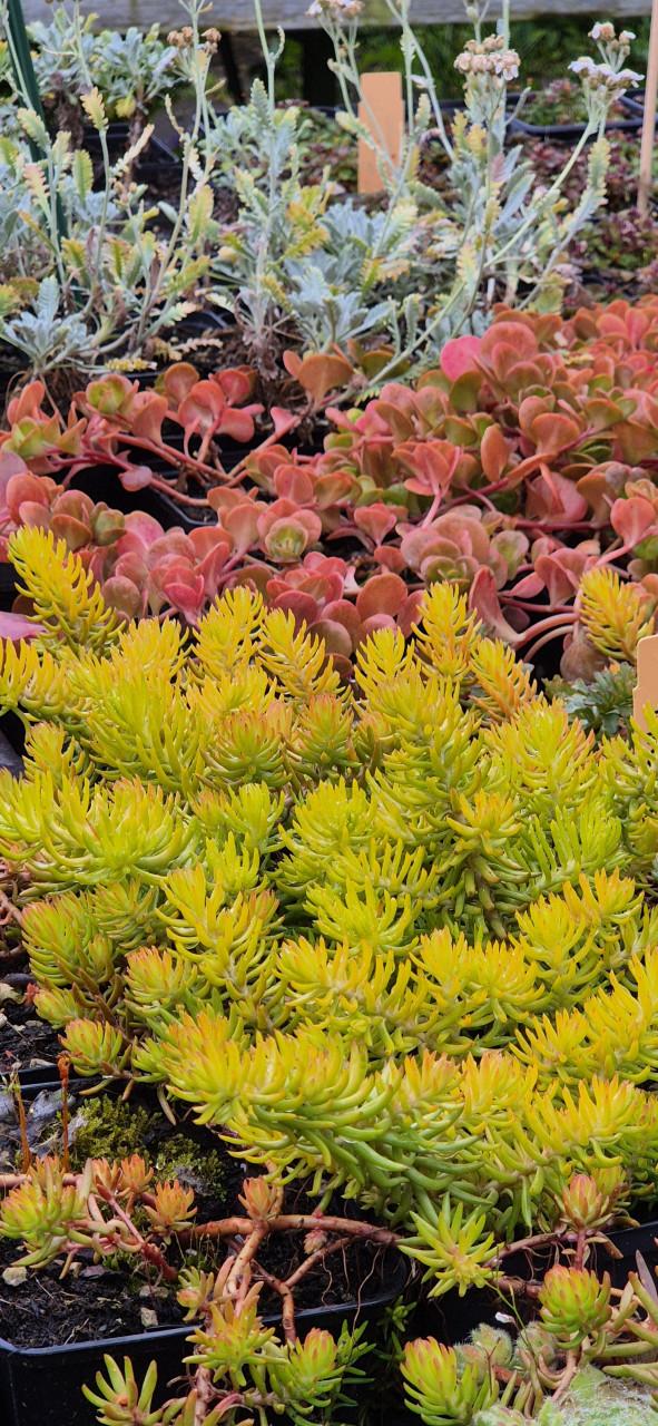 Tuinplanten bio gekweekt