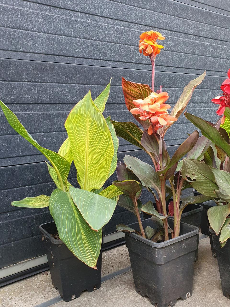 Canna's & Hortensia's
