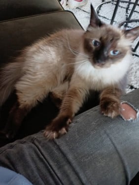 Ragdoll poes