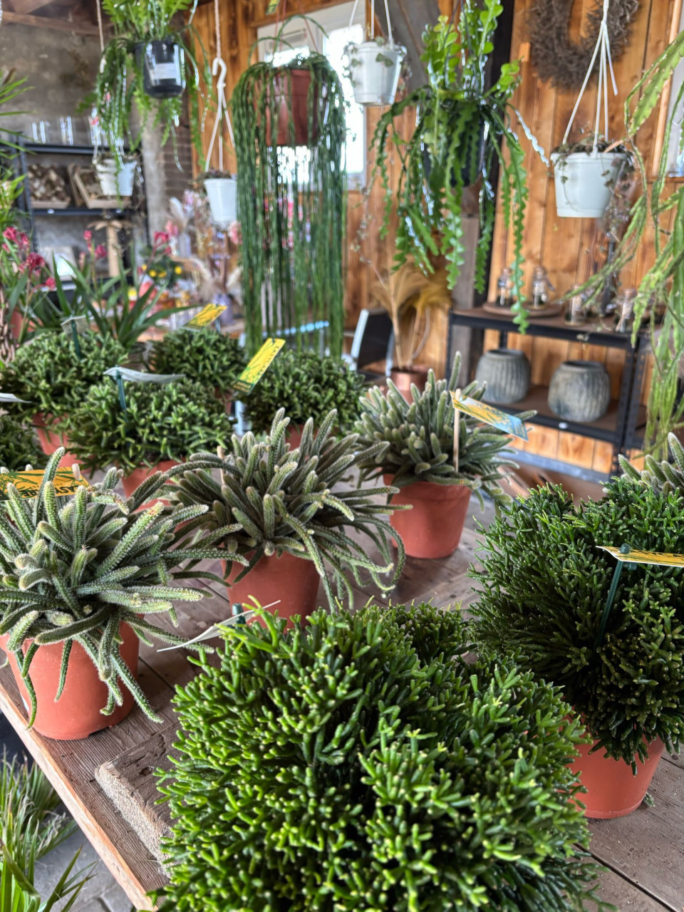 PLANTENKWEKERIJ ‘t GROENE LAND