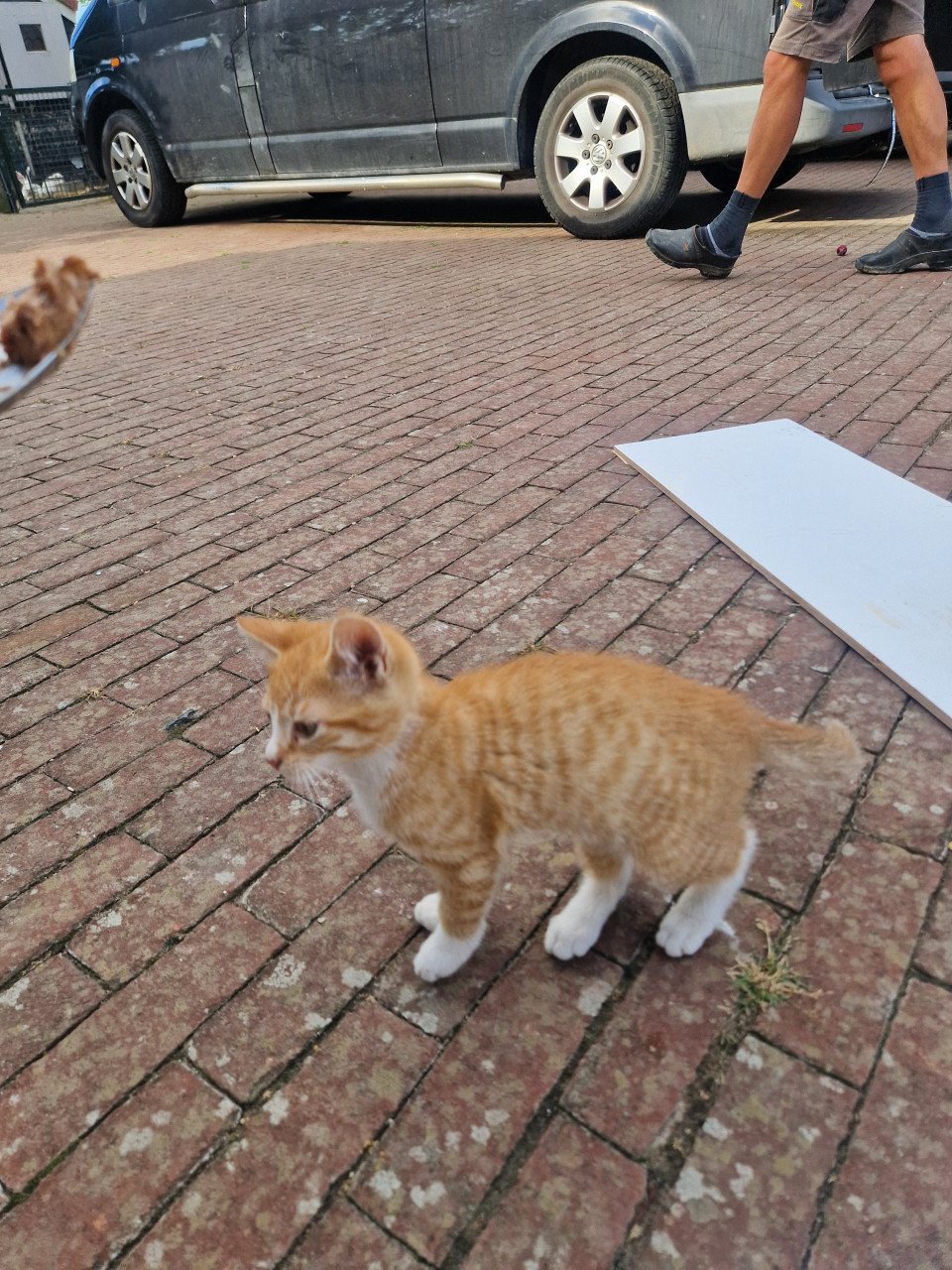 Kittens