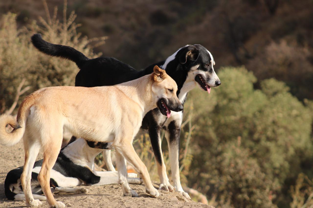 Alora Dog Rescue: Bibi, deze grote dame zoekt een grote mand