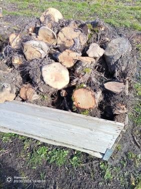 Openhaardhout appel stronken, beste stuk, pas gerooid.