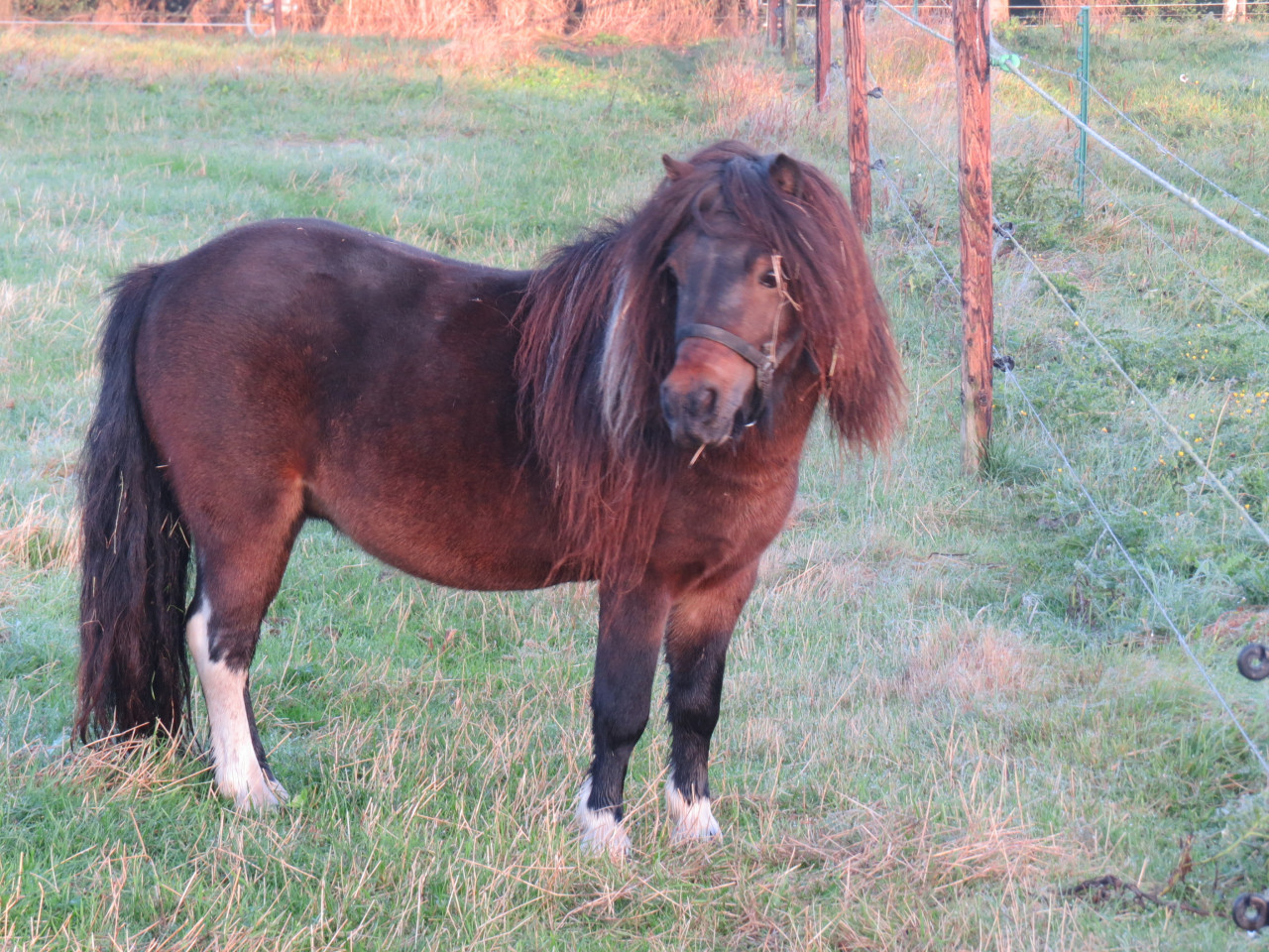 Shetlander