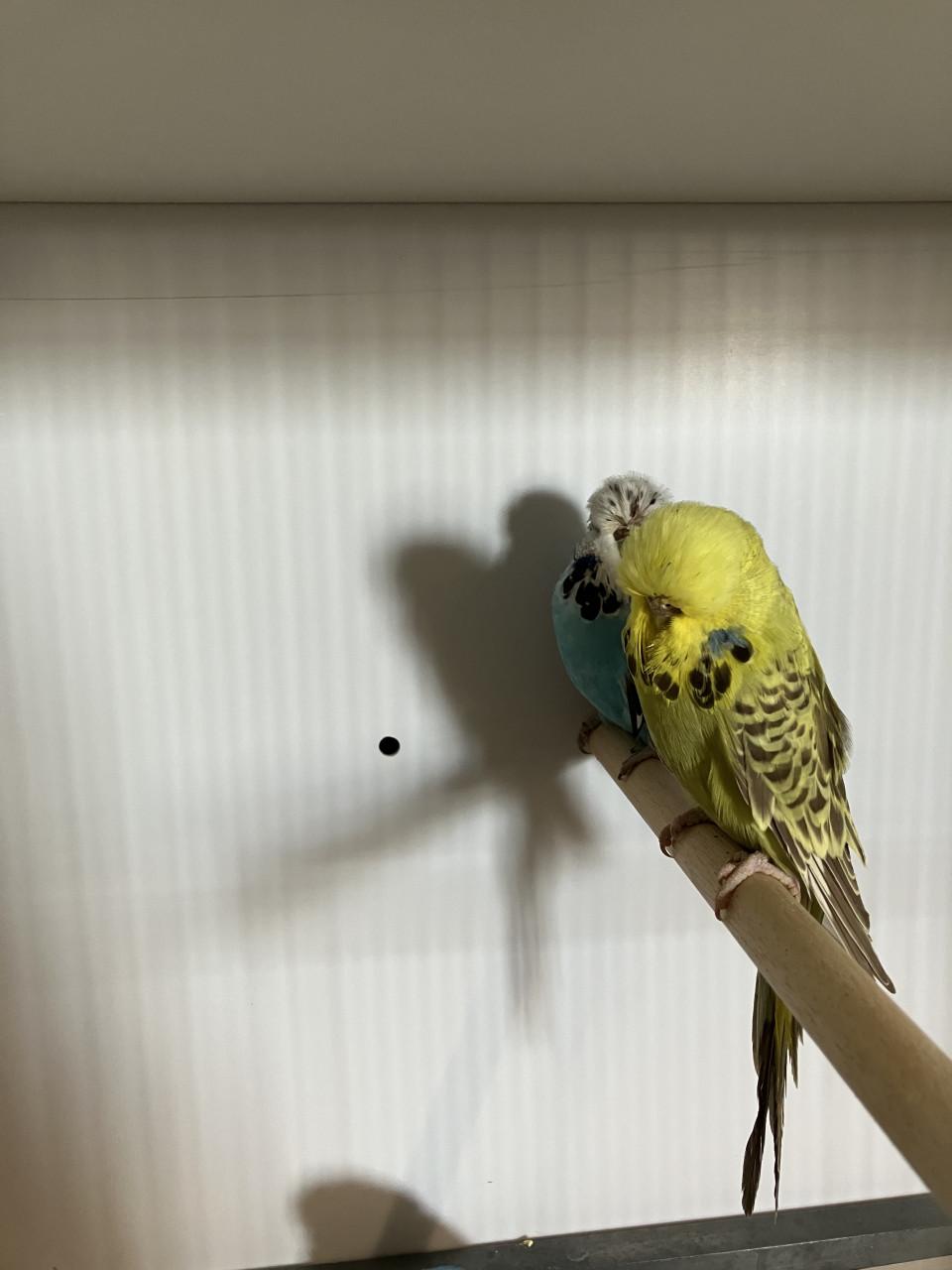 Engelse grasparkieten