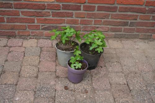 Vaste planten gratis