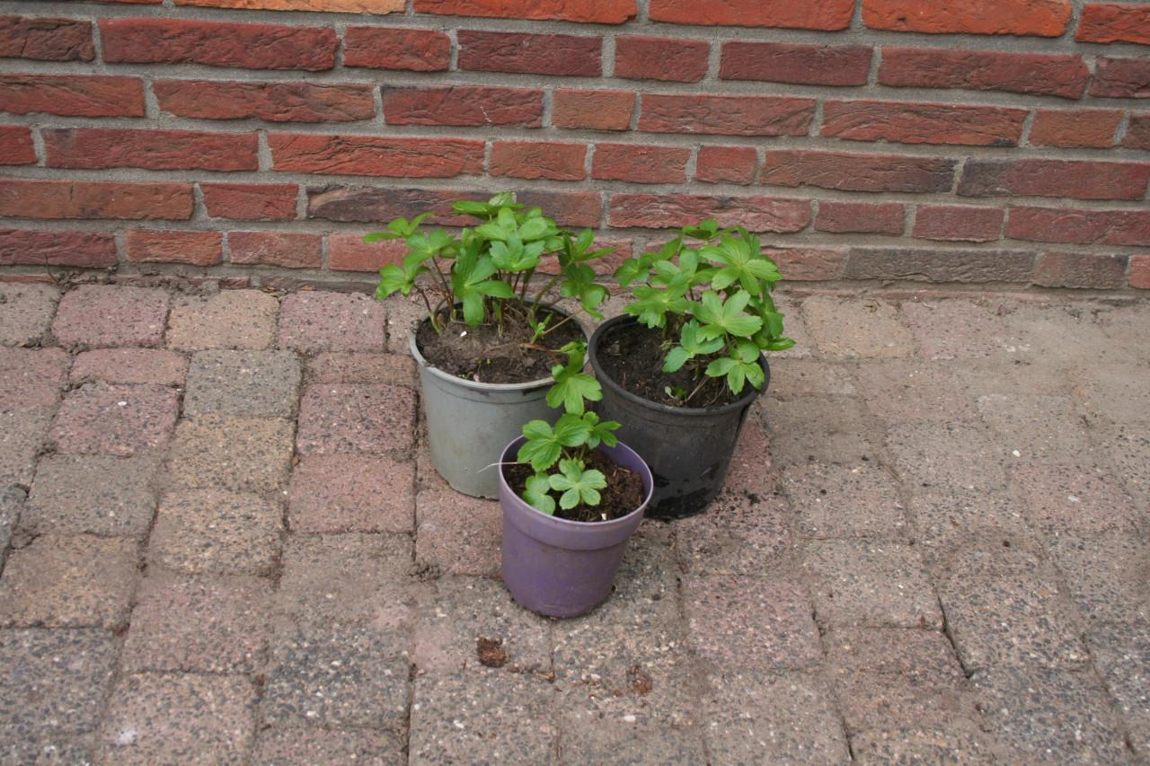 Vaste planten gratis