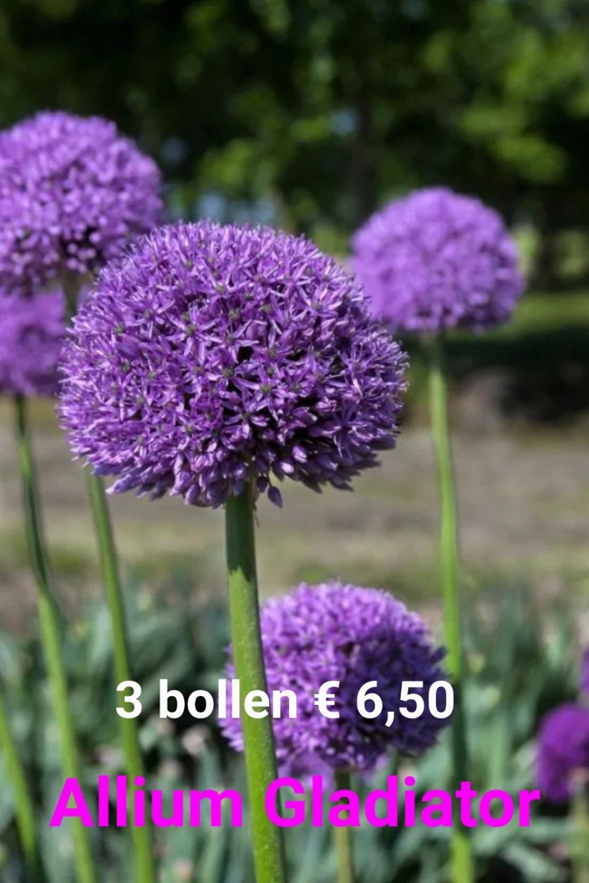 Allium bollen