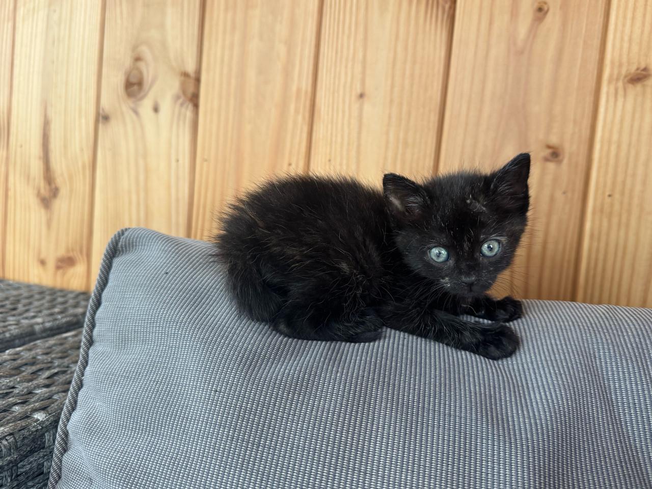 3 kittens te koop