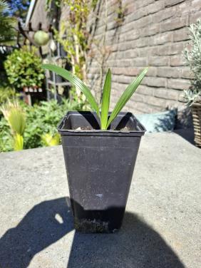 Trachycarpus Takaggii plantjes.