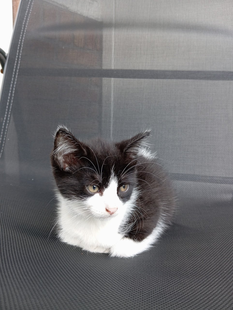 Kitten - vrouwtje - half langharig