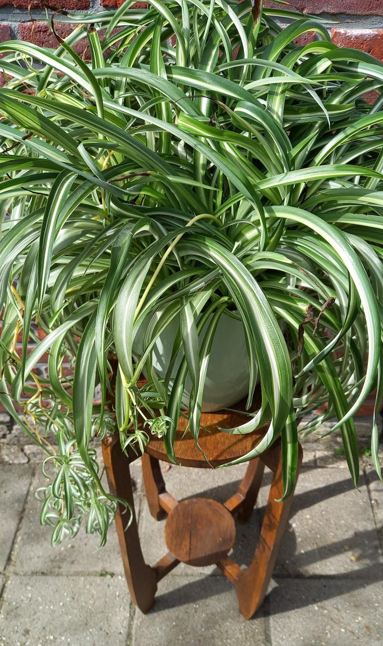 Vintage Plantentafeltje