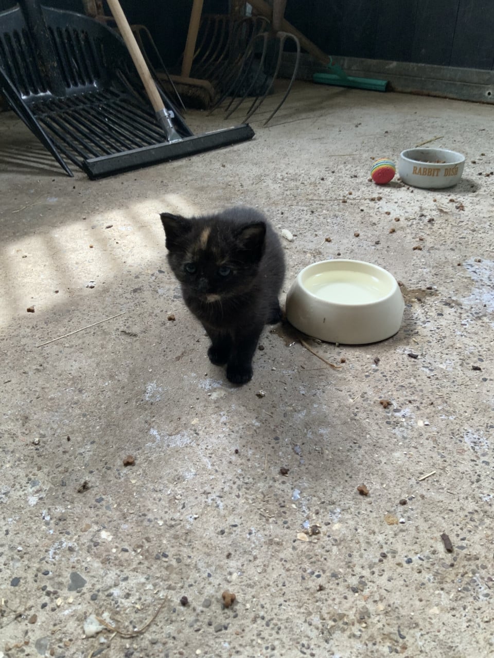 Kittens