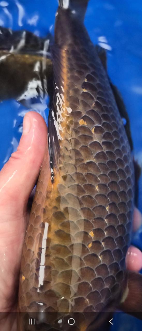Diverse einde tosai of nisai  koi