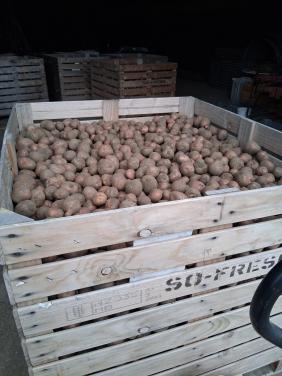 Bildstar aardappelen te koop