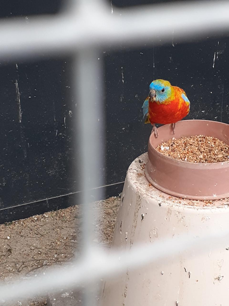 Koppel turquoisineparkieten