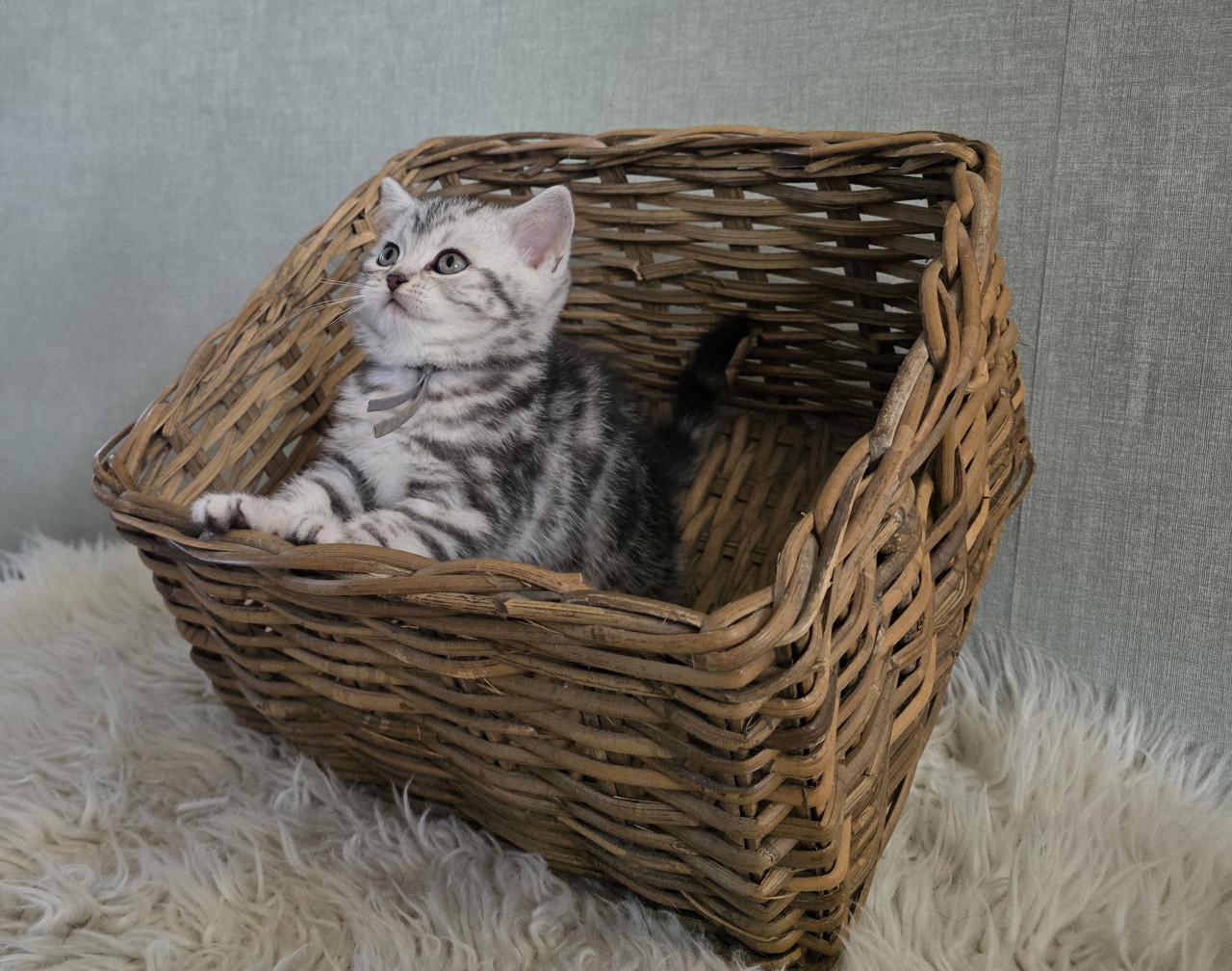 Brits korthaar kittens  (Whiskas)