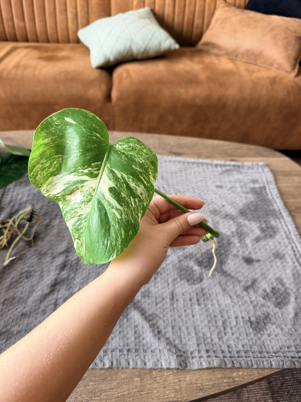 Monstera Deliciosa Variegata stekjes goed geworteld