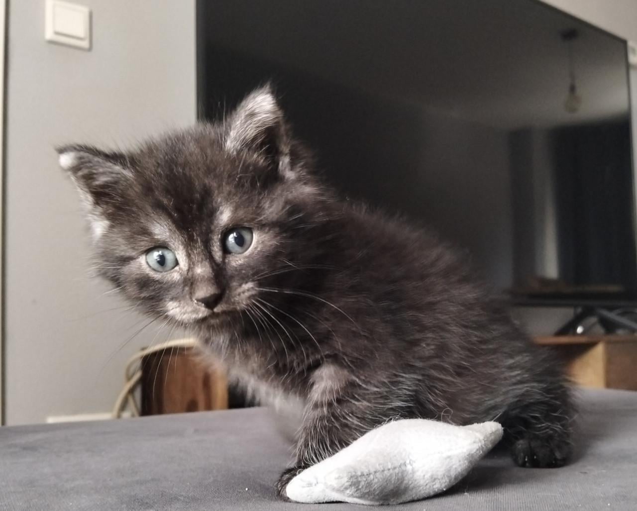 Kitten - mannetje